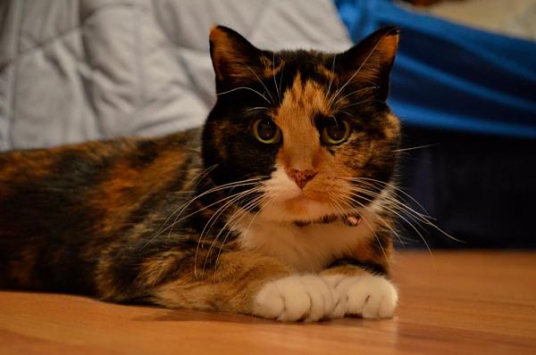 The TMS Cat Thread!-303810_500503716644642_1951457630_n.jpg