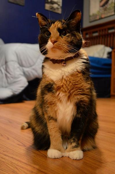 The TMS Cat Thread!-530317_500503899977957_703962332_n.jpg