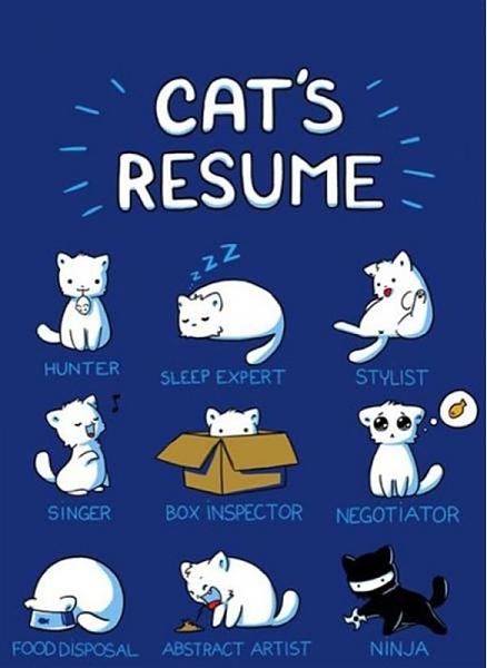 The TMS Cat Thread!-image-3811334845.jpg