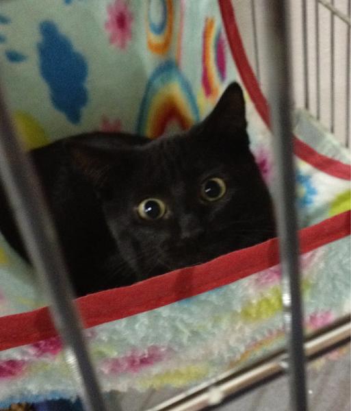 The TMS Cat Thread!-image-1041467096.jpg