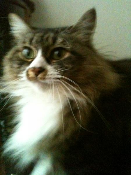 The TMS Cat Thread!-image-3313750048.jpg