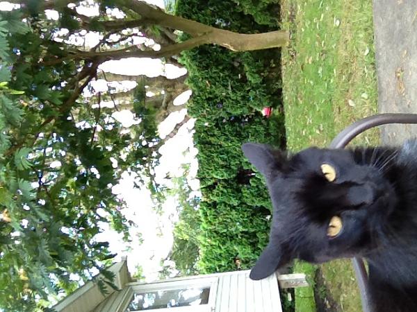 The TMS Cat Thread!-image-2149378107.jpg