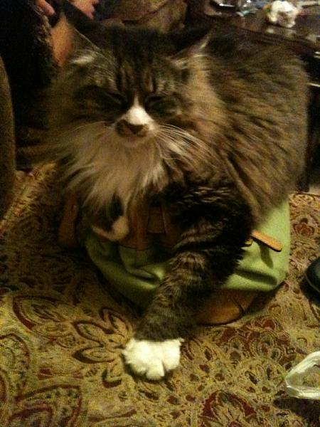 The TMS Cat Thread!-image-2404651601.jpg