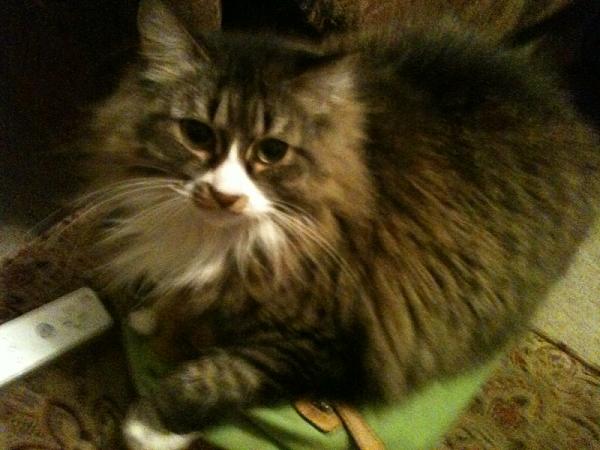 The TMS Cat Thread!-image-4152192591.jpg