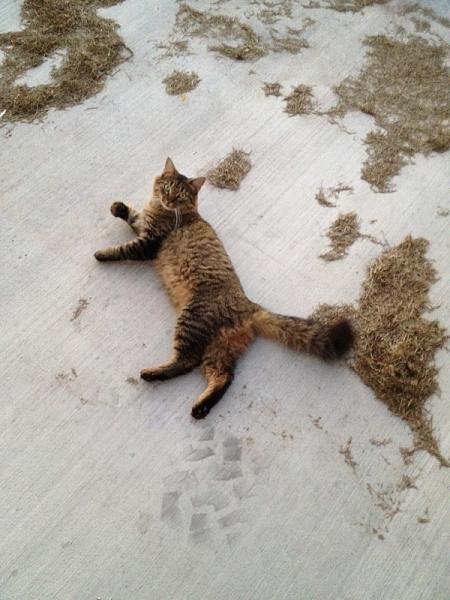The TMS Cat Thread!-image-1641530623.jpg