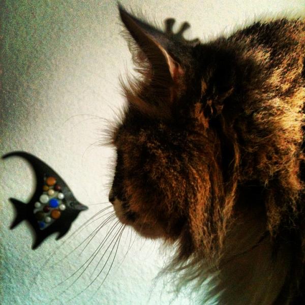 The TMS Cat Thread!-image-3517628442.jpg