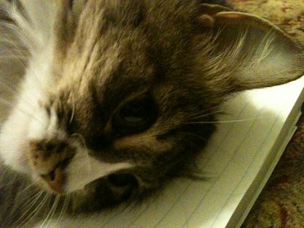 The TMS Cat Thread!-image-1116145007.jpg