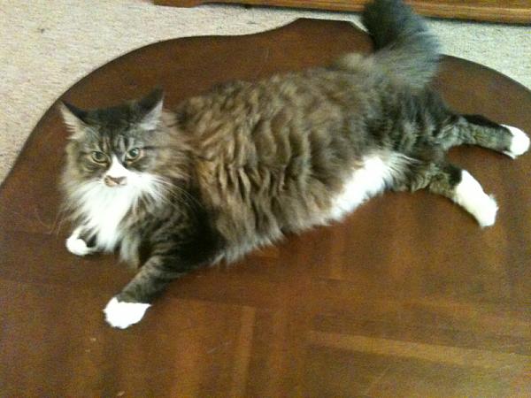The TMS Cat Thread!-image-2877421487.jpg