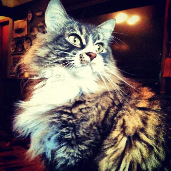 The TMS Cat Thread!-image-2934007351.jpg