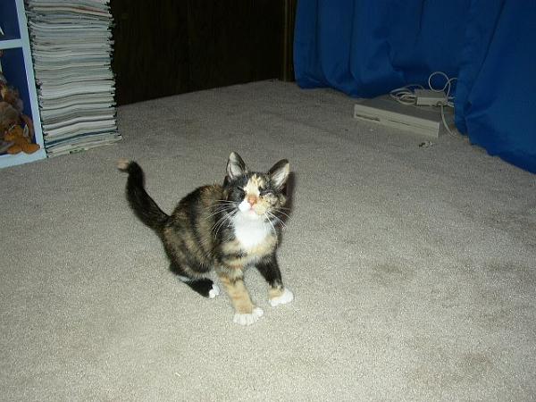 The TMS Cat Thread!-388507_318046598223689_418722671_n.jpg