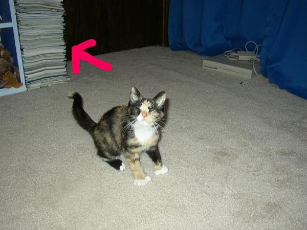 The TMS Cat Thread!-image-3119501199.jpg