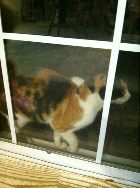The TMS Cat Thread!-image-1444948676.jpg