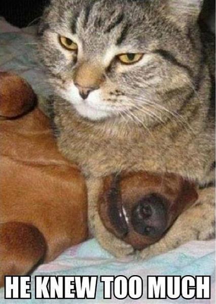 The TMS Cat Thread!-image-3064848225.jpg