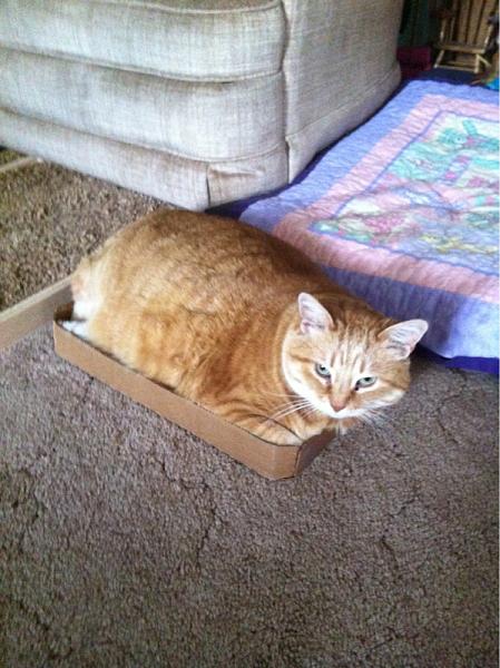 The TMS Cat Thread!-image-3706003087.jpg