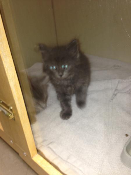 The TMS Cat Thread!-image-3709936762.jpg