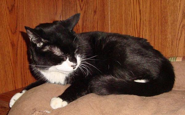 The TMS Cat Thread!-2013-1-3_sylvester3.jpg