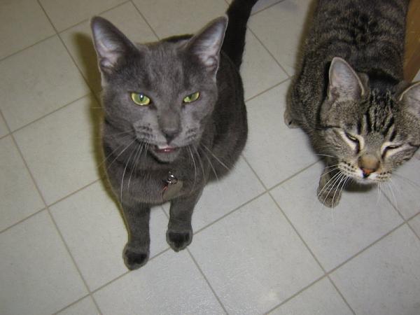 The TMS Cat Thread!-181323056.jpg