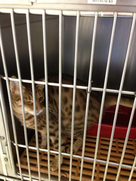 The TMS Cat Thread!-image-4245214254.jpg