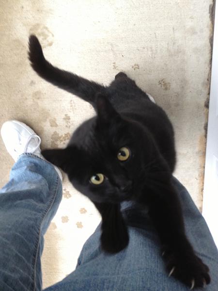 The TMS Cat Thread!-image-3160682981.jpg