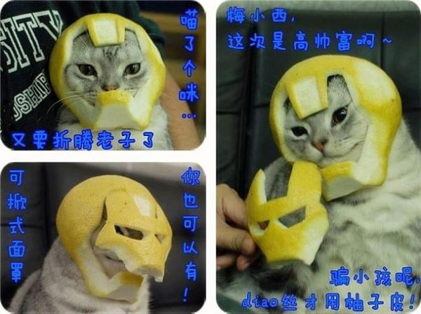 The TMS Cat Thread!-image-4199425866.jpg