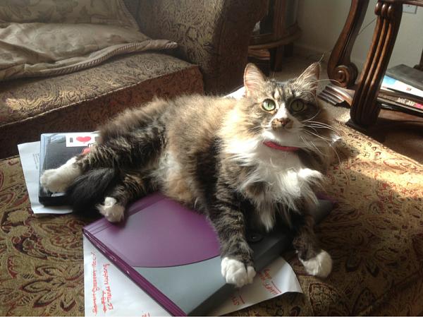 The TMS Cat Thread!-image-2368229153.jpg