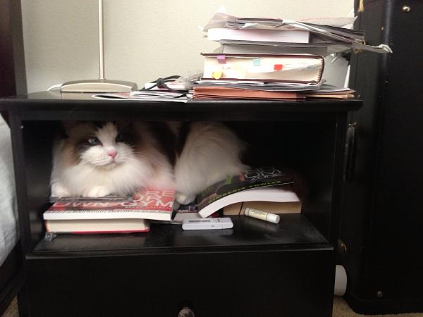 The TMS Cat Thread!-image-2972277694.jpg