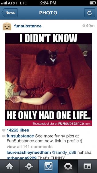 The TMS Cat Thread!-image-1497469154.jpg