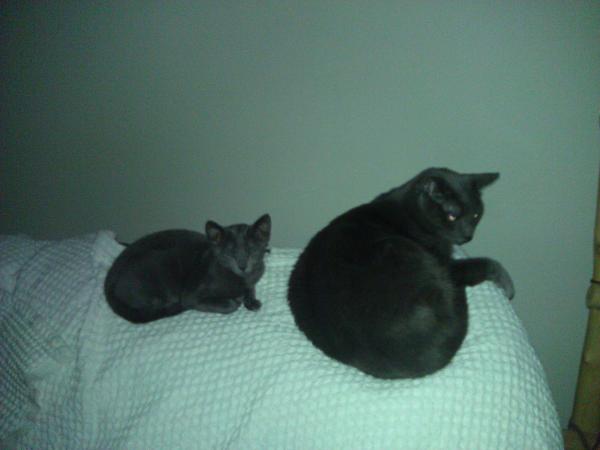 The TMS Cat Thread!-wp_004130.jpg