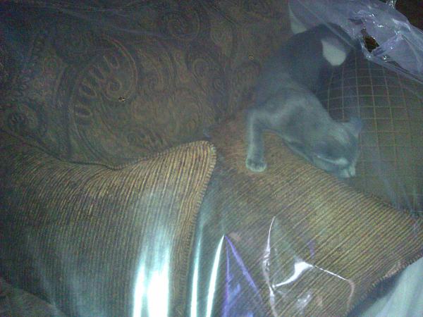 The TMS Cat Thread!-wp_004164.jpg