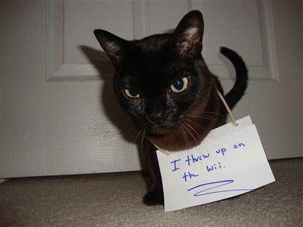 The TMS Cat Thread!-image-2049592113.jpg