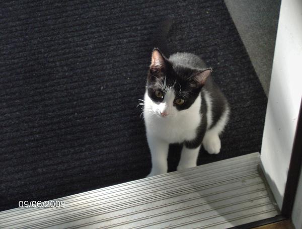 The TMS Cat Thread!-cats-037.jpg