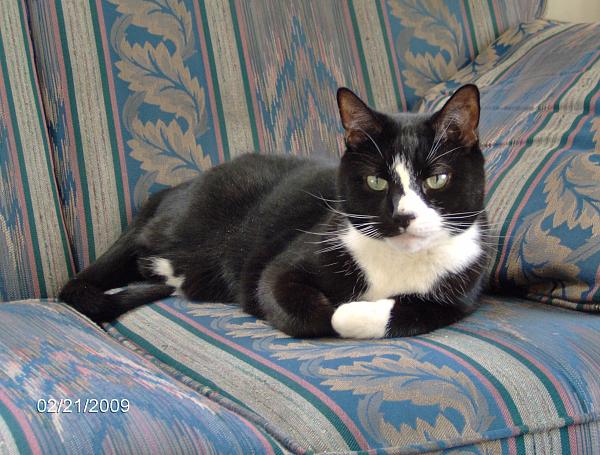 The TMS Cat Thread!-cats-005.jpg