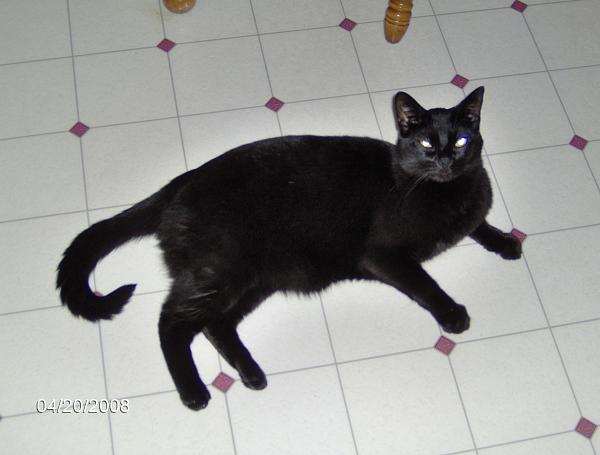 The TMS Cat Thread!-cats-003.jpg