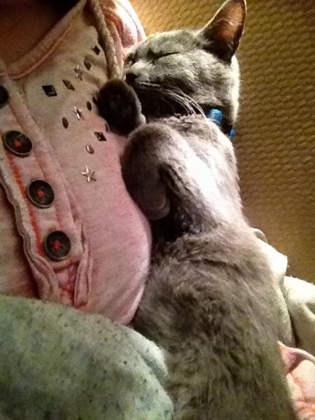The TMS Cat Thread!-image-3360519401.jpg
