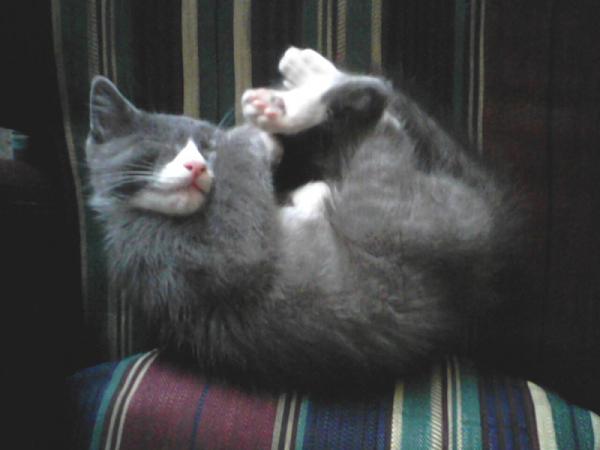 The TMS Cat Thread!-image-722822128.jpg