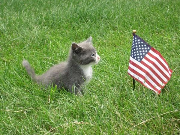 The TMS Cat Thread!-image-1961431336.jpg