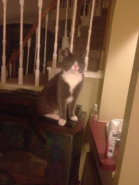 The TMS Cat Thread!-image-319249230.jpg