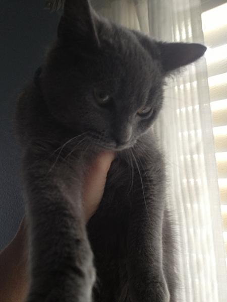 The TMS Cat Thread!-image-829022121.jpg