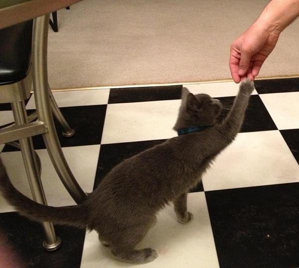 The TMS Cat Thread!-image-4170498525.jpg