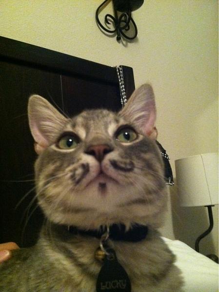 The TMS Cat Thread!-image-4129233458.jpg