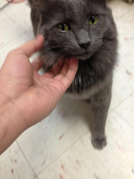 The TMS Cat Thread!-image-2829289851.jpg