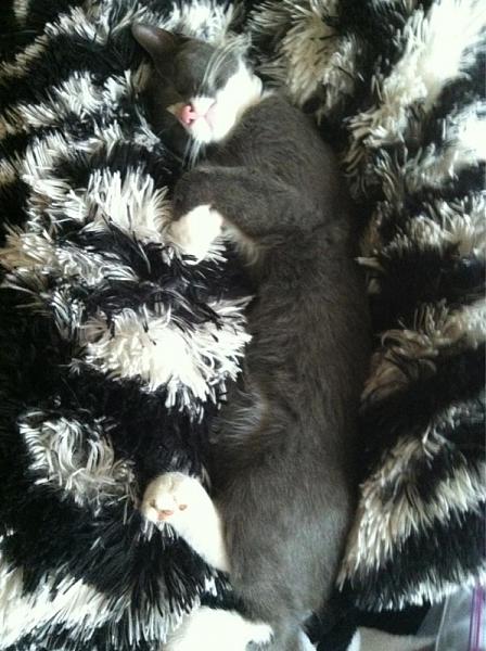 The TMS Cat Thread!-image-3569941944.jpg