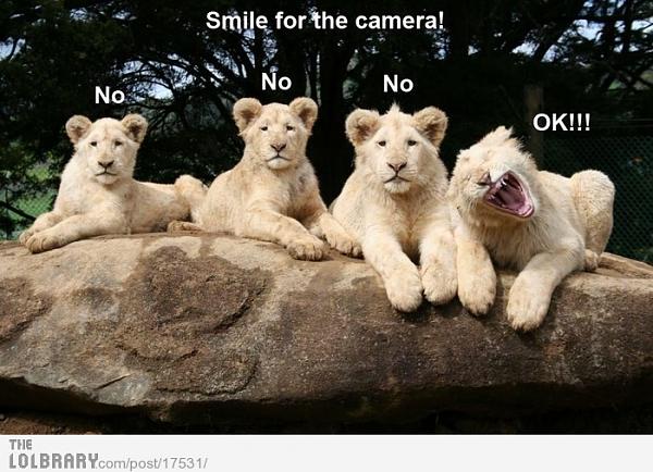 The TMS Cat Thread!-image-3075282610.jpg