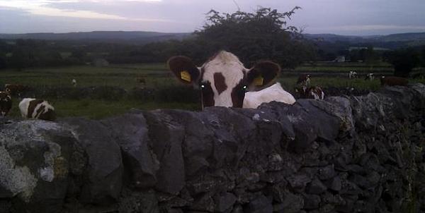Random Stuff By Hoss 429*-mad-cow.jpg
