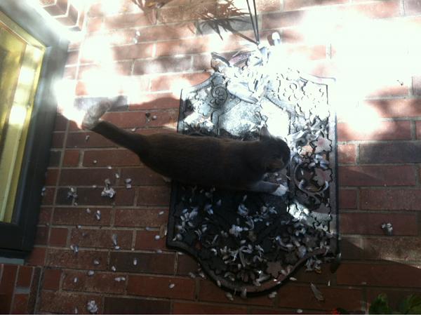 The TMS Cat Thread!-image-3051413089.jpg