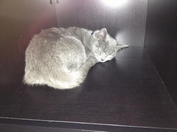 The TMS Cat Thread!-image-3095054899.jpg