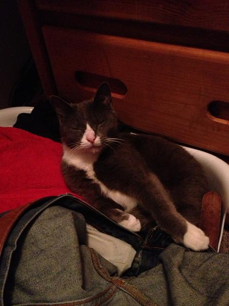 The TMS Cat Thread!-image-1091419656.jpg