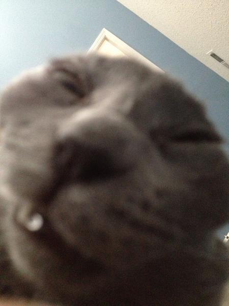 The TMS Cat Thread!-image-929134987.jpg