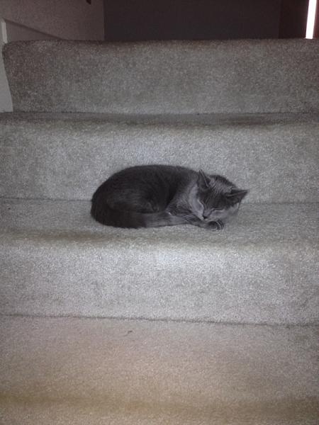 The TMS Cat Thread!-image-4286092998.jpg