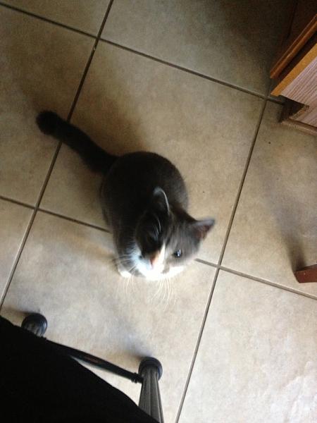 The TMS Cat Thread!-image-1533566444.jpg